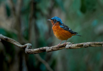 White-throated Rock Thrush