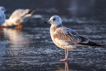 Gulls in a winter day, standing on frozen surface of the river. Sunny morning on a cold winter day. Thin ice on the river.