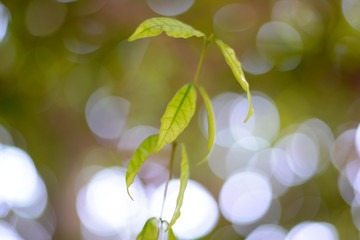 close-up natural view of green leaves on a blurred green background in the garden