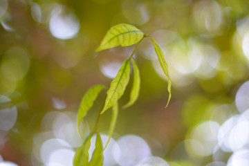 close-up natural view of green leaves on a blurred green background in the garden