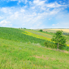 Fototapeta na wymiar Green field and blue sky. Agricultural landscape.