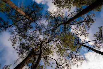 tree and blue sky