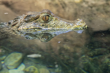 dwarf caiman is reflecting in the river