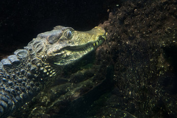 dwarf caiman is swimming in the river
