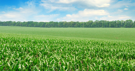 Fototapeta na wymiar Green corn field and blue sky. Wide photo.