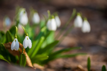 Beautifull snowdrops on dry yellow leaves bokeh background