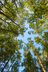 Eucalyptus Plantation