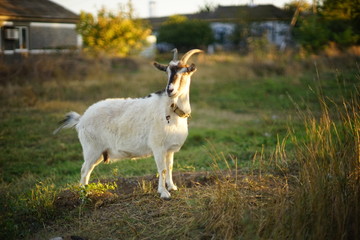 Obraz premium Horned goat grazes in a meadow. Autumn day in the village