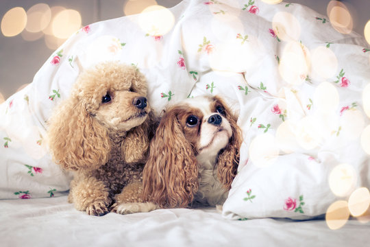 Pudel und Cavalier King Charles Spaniel unter der Bettdecke