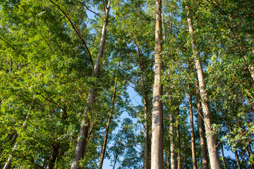 Eucalyptus Plantation