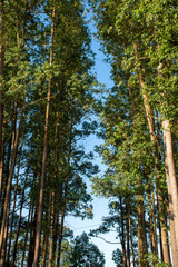 Eucalyptus Plantation