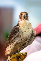 Falcon in the Hospital