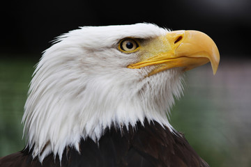 Weisskopfseeadler