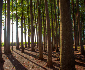 Eucalyptus Plantation