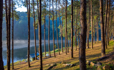 Trees and Lake clear water wir reflection, pine forest, Pang Oung Roum, north of Thailand
