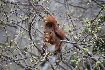Squirrel in tree