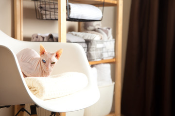 Bed sheets, duvet covers and towels are folded vertically. Metal and fabric black baskets. White sphinx cat. The concept of housework and storage.
