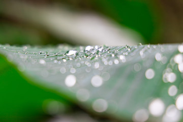 Closeup of water droplets on leaf with small depth of field