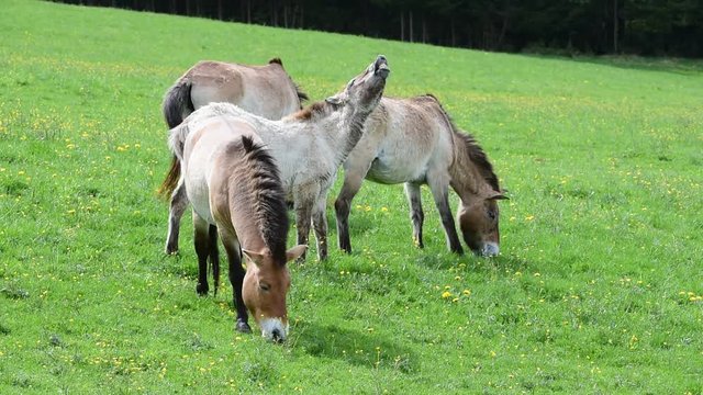 Herd of Przewalski horses neighing and grazing in grassland