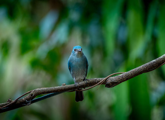 Verditer flycatcher