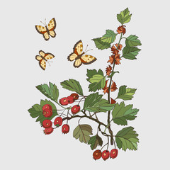Botanical illustration with elements of the hawthorn plant and butterflies