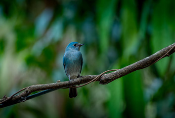 Verditer flycatcher