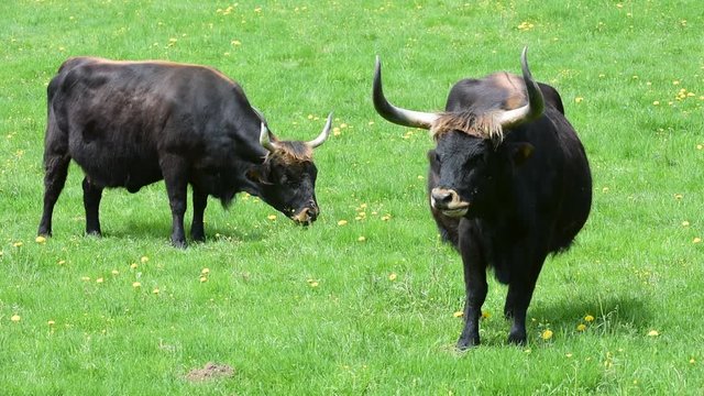 Heck cattle (Bos domesticus) cows grazing in meadow