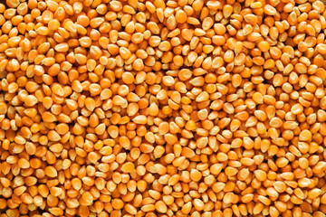 Heap of corn grains or corn maize background