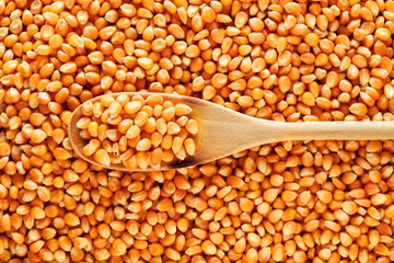 Heap of corn grains with a wooden spoon filled with corn maize or seed