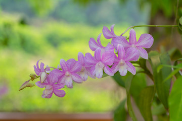 Bouquet of orchids on blur background