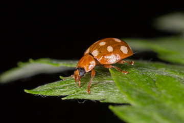 Beetle Calvia quatuordecimguttata in nature. 