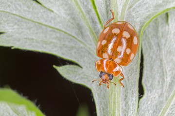 Beetle Calvia quatuordecimguttata in nature. 