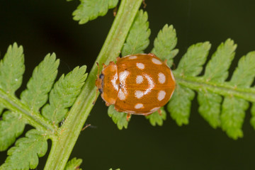 Beetle Calvia quatuordecimguttata in nature. 