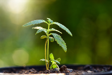A small plant of cannabis seedlings at the stage of vegetation planted in the ground in the sun, a beautiful background, eceptions of cultivation in an indoor marijuana for medical purposes.