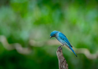 Verditer flycatcher