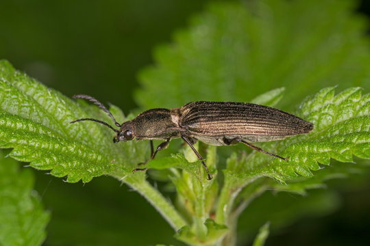Male Click beetle, Ctenicera pectinicornis. Click beetle, Ctenicera pectinicornis on a leaf in macro . sits on a grass.