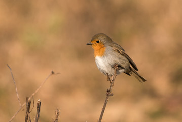 A european robin on a plant in winter