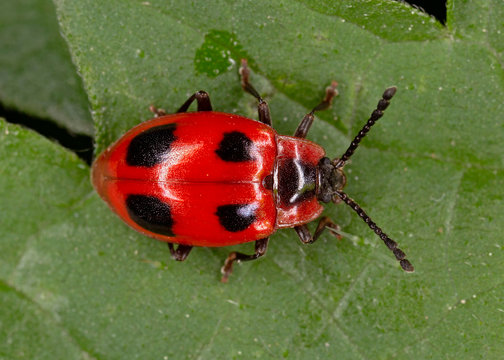 Endomychus coccineus, common name scarlet endomychus or false ladybird, is a species of beetles in the family Endomychidae. 
