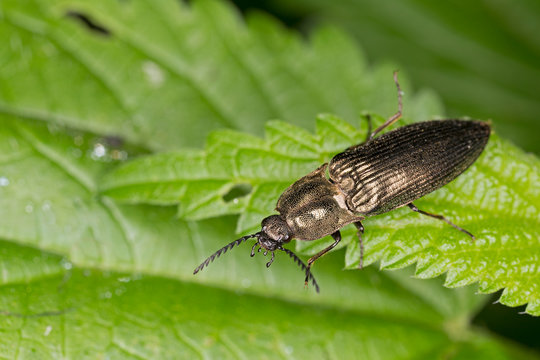 Male Click beetle, Ctenicera pectinicornis. Click beetle, Ctenicera pectinicornis on a leaf in macro . sits on a grass.
