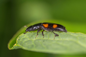 Glischrochilus quadripunctatus, commonly known as the European Bark Beetle Predator is a species of beetle in the genus Glischrochilus of the family Nitidulidae.