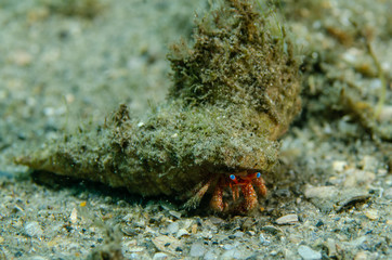 Blue-eye Hermit Crab at Blue Heron Bridge in Florida