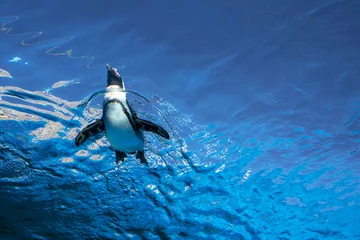 Schilderijen op glas Lage hoekmening van pinguïn die op het blauwe wateroppervlak zwemt Flying Penguins Sunshine Aquarium Tokyo © wooooooojpn