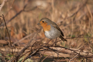 A european robin standing on some plants in its habitat