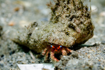 Blue-eye Hermit Crab at Blue Heron Bridge in Florida