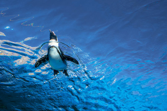Low angle view of penguin swimming on blue water surface　空飛ぶペンギン サンシャイン水族館 東京