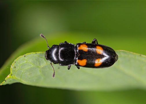 Glischrochilus quadripunctatus, commonly known as the European Bark Beetle Predator is a species of beetle in the genus Glischrochilus of the family Nitidulidae.