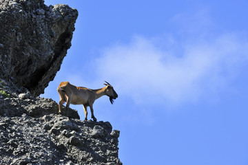 A goat stands on the rock looking down Lanyu island