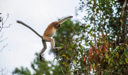 Jumping on a tree Proboscis Monkey  in the wild green rainforest on Borneo Island. The proboscis...