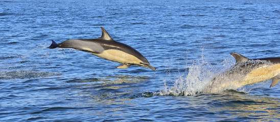 Fototapeta premium Dolphin, swimming in the ocean and hunting for fish. Dolphin swim and jumping from the water. The Long-beaked common dolphin (scientific name: Delphinus capensis) in atlantic ocean.