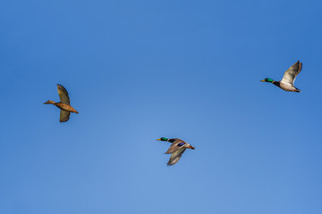 Wild mallards flying